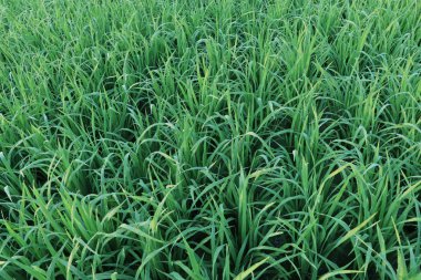 Yeşil büyüyen pirinç bitkileri yakın - organik çiftlik - ekolojik ve çevresel kavram