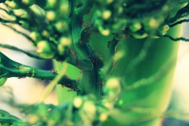 Dokumacı karınca veya Oecophylla üzerinde bulanık arka plan ile betel fındık meyve ağacı - bulanık doğal arka plan - ekolojik ve çevresel kavram