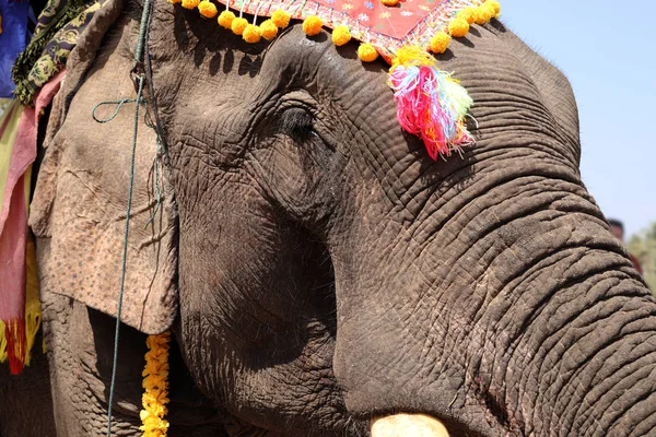 Close Van Olifant Hoofd Met Kleurrijke Decoratie Tijdens Het Olifanten — Stockfoto