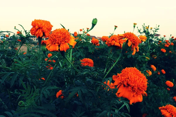 Fresh Blossoming Organic Marigold Flowers — Stock Photo, Image