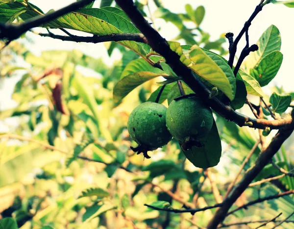 Fresh Green Guava Fruits Seasonal Tropical Fruits — Stock Photo, Image