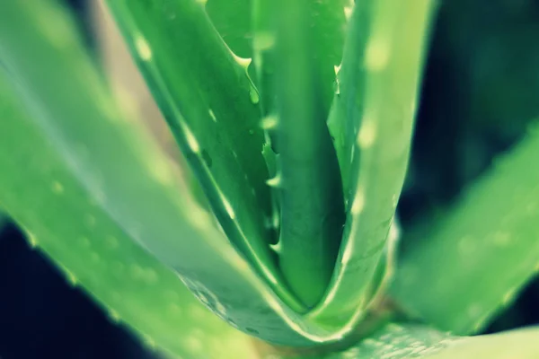 Närbild Grön Aloe Vera Växt Med Suddig Bakgrund Natur Bakgrund — Stockfoto