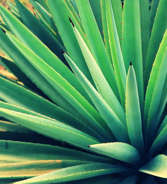 Zbliżenie Roślin Aloe Vera Koncepcja Botaniczna Ekologiczna Ekologiczna — Zdjęcie stockowe