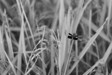 Yusufçuk kanatları siyah beyaz açık kahverengi çeltik pirinç bitki saçıyor