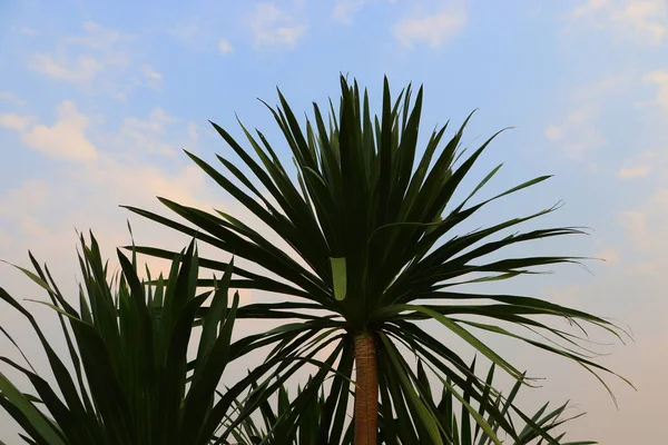 Yucca Filamentosa開花植物と青い空 自然開花植物と青い空の概念 生態学的および環境的概念 — ストック写真