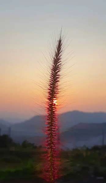 Natural Pennisetum  or hairy fountain grass with defocused blur background of sunset and mountain ranges - natural background