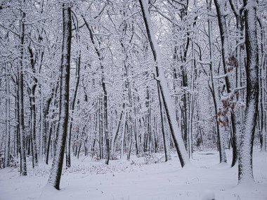Kardan sonra ormandaki ağaçlar taze karla kaplıdır. Meşe ağaçları, ağaç gövdeleri, ormanlar, kış manzarası, dinlendirici kış doğası. Çek Cumhuriyeti 'nin Brno şehrinde yer alan orman, Doğu Avrupa. 