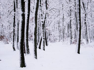 Kardan sonra ormandaki ağaçlar taze karla kaplıdır. Meşe ağaçları, ağaç gövdeleri, ormanlar, kış manzarası, dinlendirici kış doğası. Çek Cumhuriyeti 'nin Brno şehrinde yer alan orman, Doğu Avrupa. 