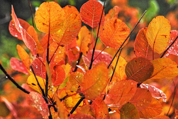 Herbstliche Farben Entlang Der Landstraße Auf Dem Berg Taygetus Peloponnes — Stockfoto