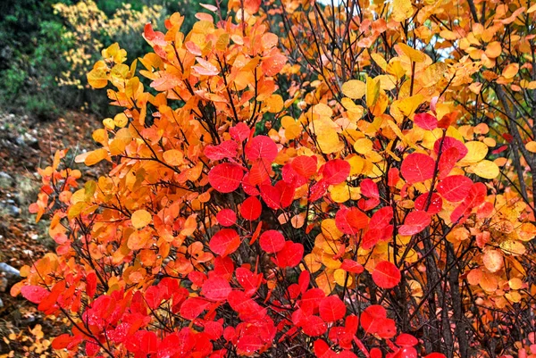 Taygetus 山上的乡村小路上的秋天色彩 Peloponnese 希腊南部 — 图库照片