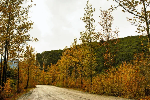 Autumnal colors along countryside road on mount Taygetus. Peloponnese region, southern Greece.