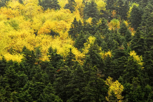 Autumnal Colors Pine Tree Forest Mount Taygetus Peloponnese Region Southern — Stock Photo, Image