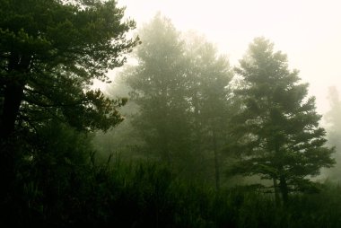 Çam ormanı içinde sis sonbahar sırasında