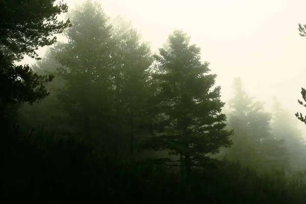 Forêt Pins Dans Brouillard Automne — Photo