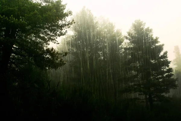 秋の間に重い降雨量の下で松の森 — ストック写真