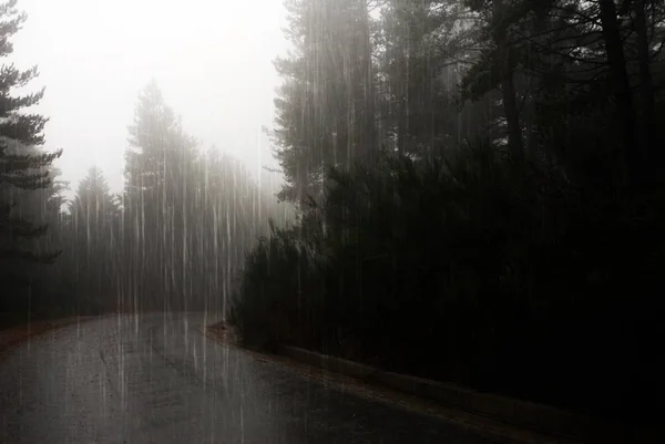 Pine Forest Heavy Rainfall Autumn — Stock Photo, Image