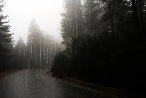 Forêt Pins Sous Fortes Pluies Automne — Photo