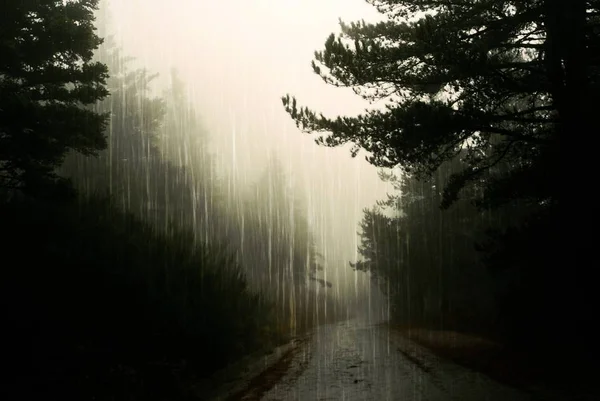 秋の間に重い降雨量の下で松の森 — ストック写真