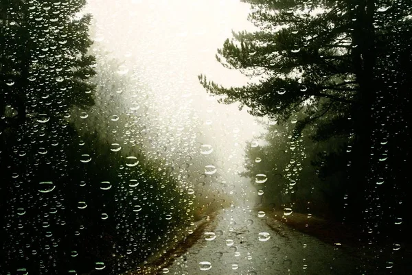 Raindrops on car window, pine forest on a rainy day of autumn