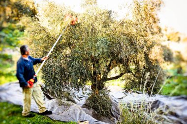Kalamata, Yunanistan'ın zeytin hasat sırasında zeytin ağacı dalları üzerinde seçici odak.