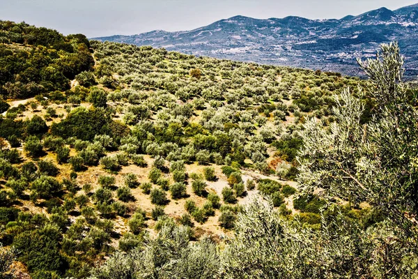 Azeitonas Kalamata Peloponeso Sudoeste Grécia — Fotografia de Stock