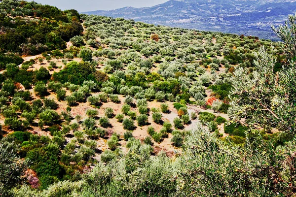 Άλσος Ελιών Στην Καλαμάτα Πελοπόννησος Νοτιοδυτικησ Ελλαδασ — Φωτογραφία Αρχείου