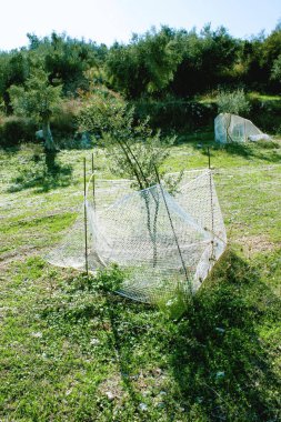 Güneybatı Kalamata, Peloponnese, Yunanistan için büyüyen, olive grove küçük zeytin ağaçları.