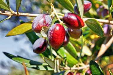 Yunanistan, Peloponnese, Messinia, zeytin ağacı, zeytin, Koroneiki çeşitli