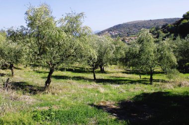 Kalamata, Peloponnese, güneybatı Yunanistan zeytin grove.
