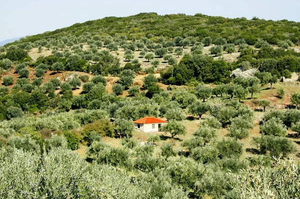 Azeitonas Kalamata Peloponeso Sudoeste Grécia — Fotografia de Stock