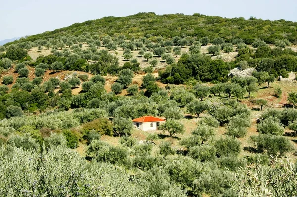 Άλσος Ελιών Στην Καλαμάτα Πελοπόννησος Νοτιοδυτικησ Ελλαδασ — Φωτογραφία Αρχείου