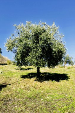 Kalamata, Peloponnese, güneybatı Yunanistan zeytin grove.