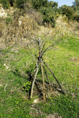 Güneybatı Kalamata, Peloponnese, Yunanistan için büyüyen, olive grove küçük zeytin ağaçları.