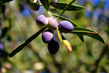 Koroneiki zeytin ağacı, Kalamata 'da zeytinlik, Moreloponnese, Yunanistan' ın güneybatısında.