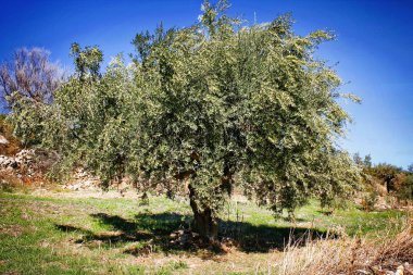 Kalamata, Peloponnese, güneybatı Yunanistan zeytin grove.