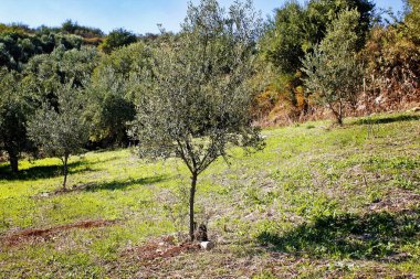 Güneybatı Kalamata, Peloponnese, Yunanistan için büyüyen, olive grove küçük zeytin ağaçları.