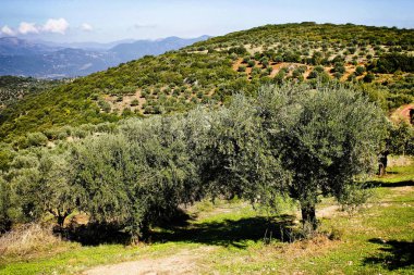 Kalamata, Peloponnese, güneybatı Yunanistan zeytin grove.