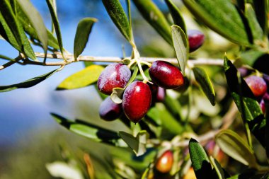 Koroneiki zeytin ağacı, Kalamata 'da zeytinlik, Moreloponnese, Yunanistan' ın güneybatısında.
