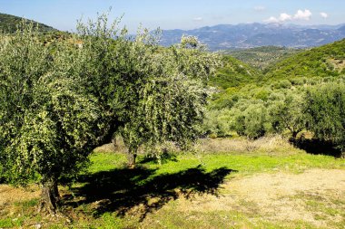 Kalamata, Peloponnese, güneybatı Yunanistan zeytin grove.