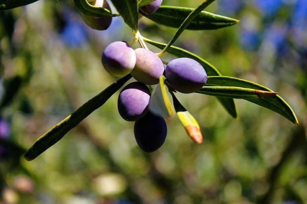 Koroneiki zeytin ağacı, Kalamata 'da zeytinlik, Moreloponnese, Yunanistan' ın güneybatısında.
