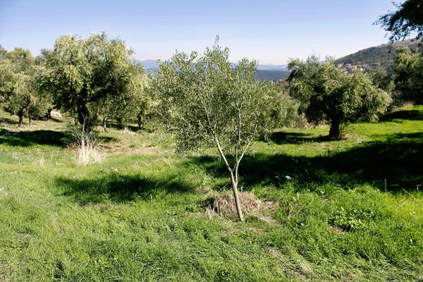Kleine Olivenbäume Wachsen Olivenhain Kalamata Peloponnes Südwestgriechenland — Stockfoto