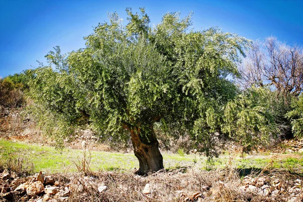 Оливковая Роща Каламате Пелопоннес Юго Западная Греция — стоковое фото