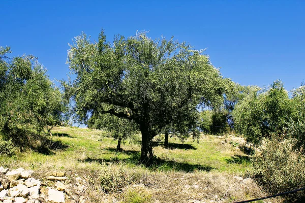 Azeitonas Kalamata Peloponeso Sudoeste Grécia — Fotografia de Stock