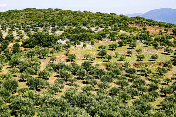 Kalamata, Peloponnese, güneybatı Yunanistan zeytin grove.