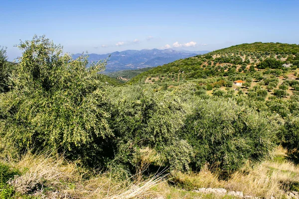 Olive Grove Kalamata Peloponnese Southwestern Greece — Stock Photo, Image