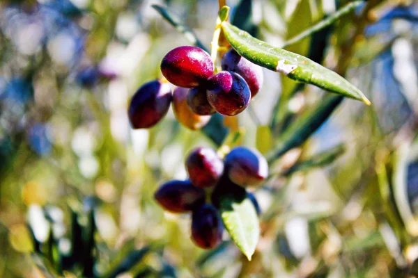 Koroneiki Olives Olive Tree Olive Grove Kalamata Peloponnese Southwestern Greece — Stock Photo, Image