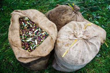 Koroneiki zeytin hasat ve Kalamata, Peloponnese bölgesi, güneybatı Yunanistan çuvallarda aracılığıyla toplanan.