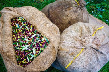 Koroneiki zeytin hasat ve Kalamata, Peloponnese bölgesi, güneybatı Yunanistan çuvallarda aracılığıyla toplanan.