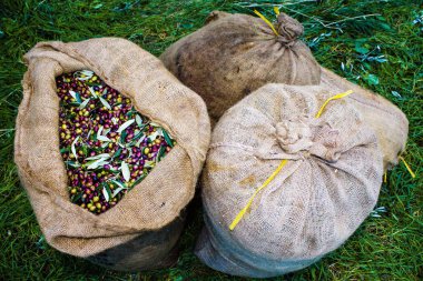 Koroneiki zeytin hasat ve Kalamata, Peloponnese bölgesi, güneybatı Yunanistan çuvallarda aracılığıyla toplanan.