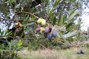 Yunanistan 'ın Atina kentinde plastik çöp kutuları atılıp istiflendi.